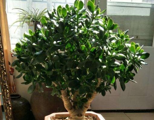 玉树种植的最佳时间是什么时候？如何正确栽种？