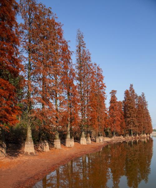 水杉会开花吗？水杉开花时是什么样子的？