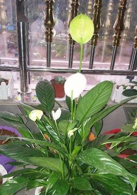 一帆风顺一年开几次花？在几月份会开花？