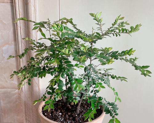 小叶紫檀换土的最佳时间是什么时候?换土方法有哪些?