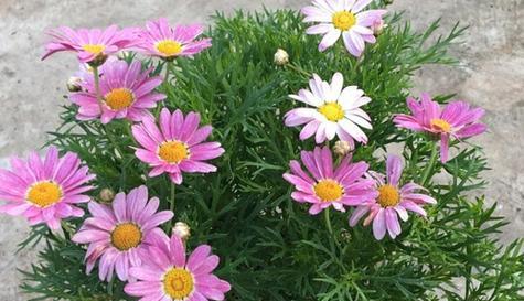 玛格丽特秋天会开花吗？如何确保秋季开花？