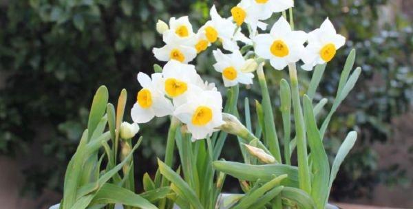 水仙花可以水养吗?水养水仙花的正确方法是什么? 水仙花可以水养吗?水养水仙花的正确方法是什么?