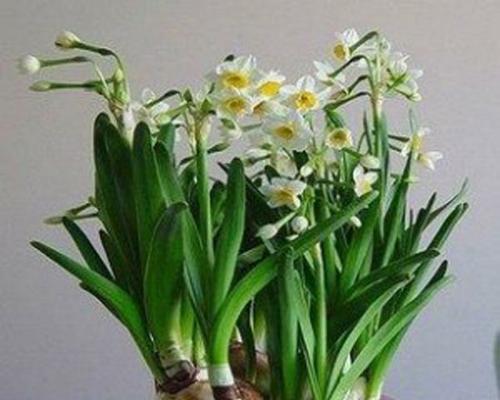 水仙花可以水养吗?水养水仙花的正确方法是什么? 水仙花可以水养吗?水养水仙花的正确方法是什么?