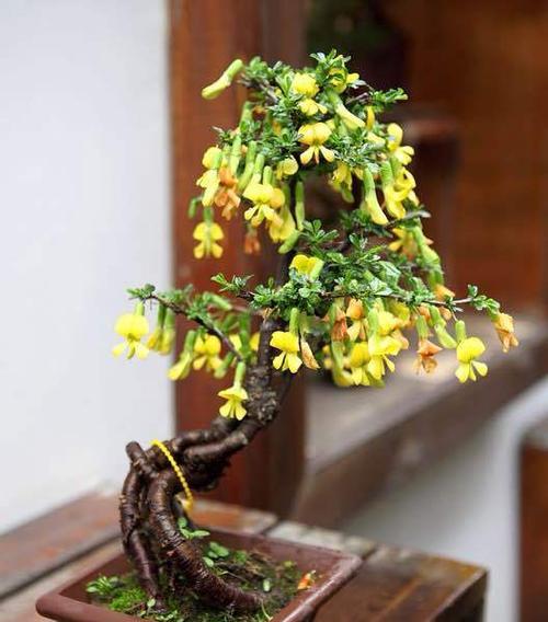 金雀花盆景养护方法有哪些？如何保持其健康生长？