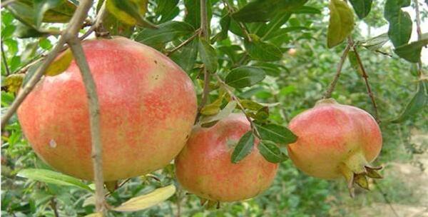 软籽石榴的功效与作用是什么？如何正确食用？