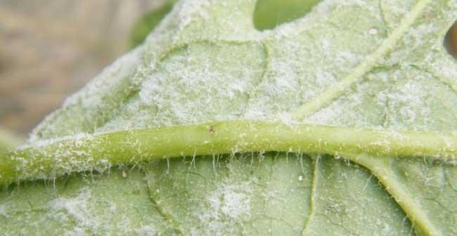 大棚西瓜病虫害防治技术与方法是什么？如何有效防治大棚西瓜病虫害？