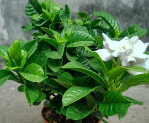 枙子花一年能开几次花？开花周期和养护技巧是什么？