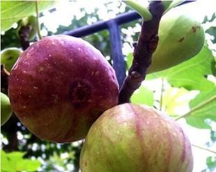 无花果哪个品种最好?如何选择适合自己的无花果品种?