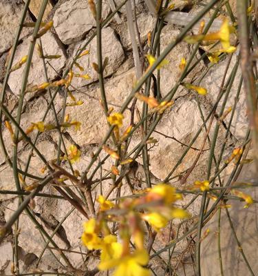 迎春花不发芽怎么办？如何正确处理和促进生长？