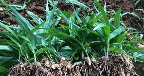 小白芨的功效与作用是什么？如何正确食用小白芨？