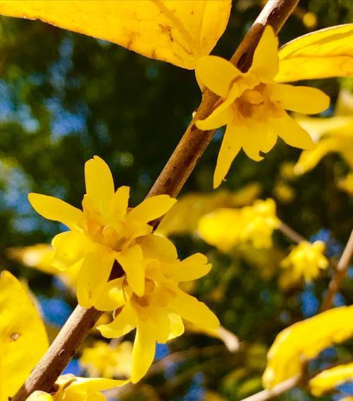 腊梅是树还是花？如何区分腊梅与其他花卉？