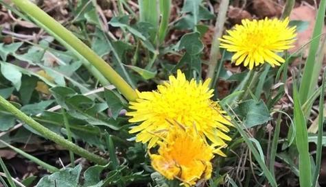 蒲公英属于双子叶植物吗?它的分类特征是什么? 蒲公英属于双子叶植物吗?它的分类特征是什么?