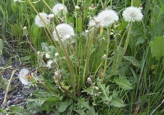 蒲公英属于双子叶植物吗?它的分类特征是什么?