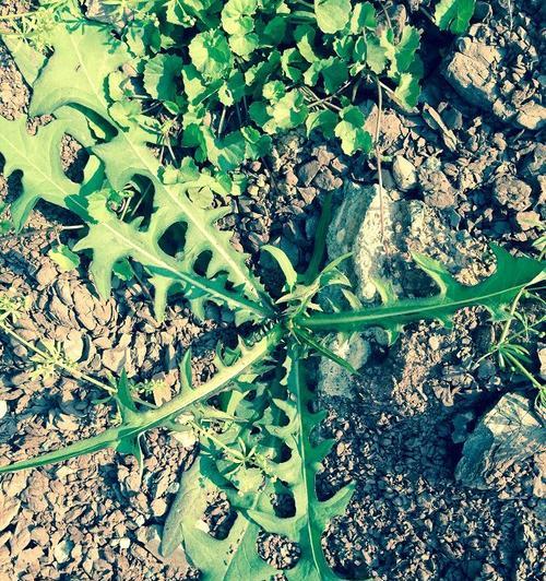 蒲公英属于双子叶植物吗?它的分类特征是什么? 蒲公英属于双子叶植物吗?它的分类特征是什么?