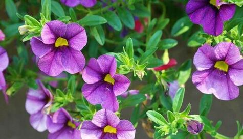 牵牛花是草本植物吗？如何正确识别和养护？