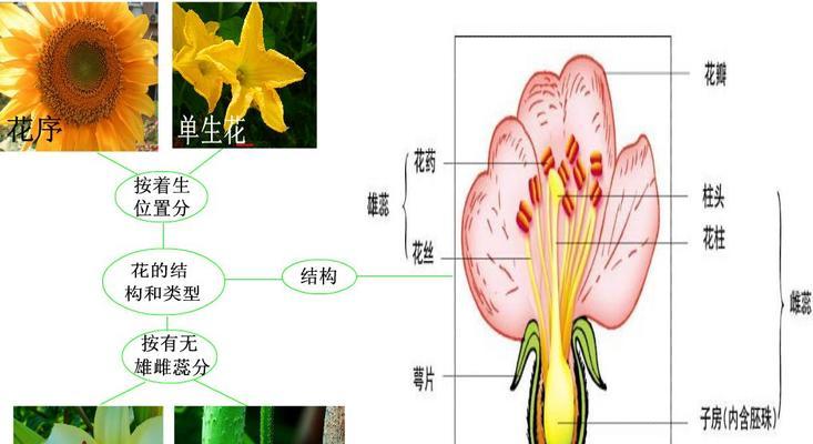 迎春花叶子卷曲怎么办？如何补救处理？