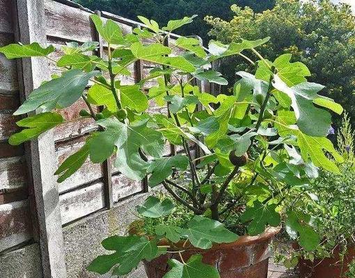 盆栽无花果施肥指南:哪种肥料效果最佳?