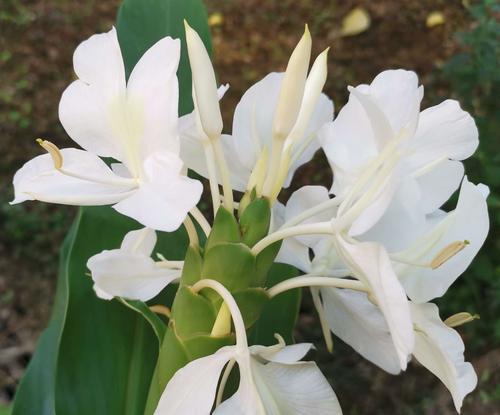 温州的市花是什么花？市花的含义和象征是什么？