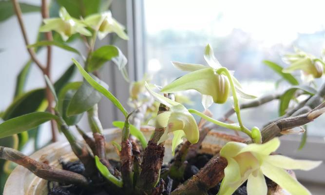 石斛浇水的正确方法是什么？如何避免浇水过多或过少？