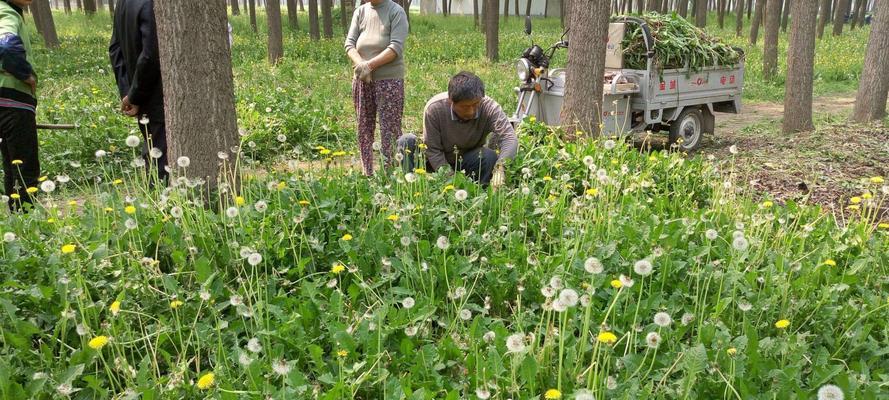 蒲公英亩产量多少斤？如何提高蒲公英的亩产量？