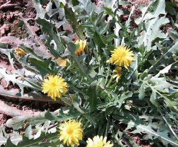 蒲公英亩产量多少斤？如何提高蒲公英的亩产量？