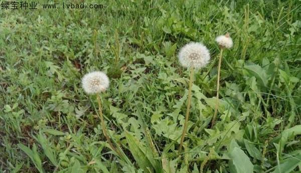 蒲公英亩产量多少斤？如何提高蒲公英的亩产量？