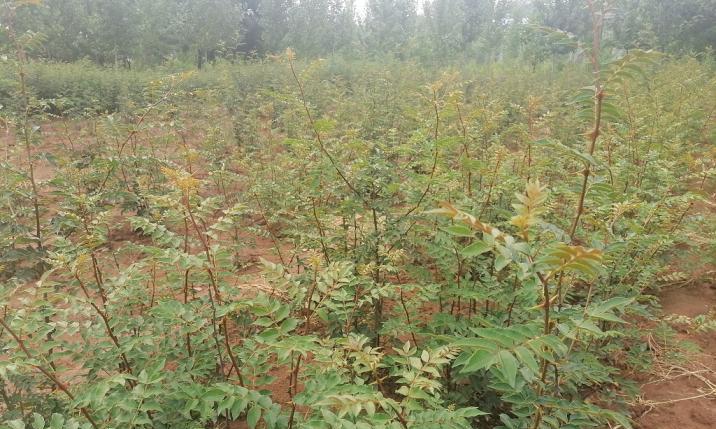 花椒哪里产的最好？中国哪些地方的花椒品质最佳？