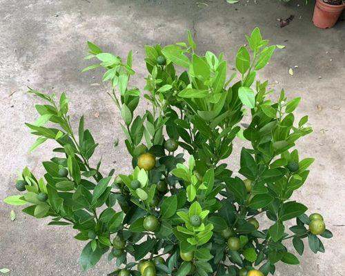 四季桔开花时间是多久?一年四季都能开花吗?