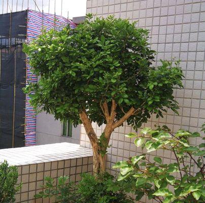 家里养九里香风水好吗?九里香的风水作用是什么?