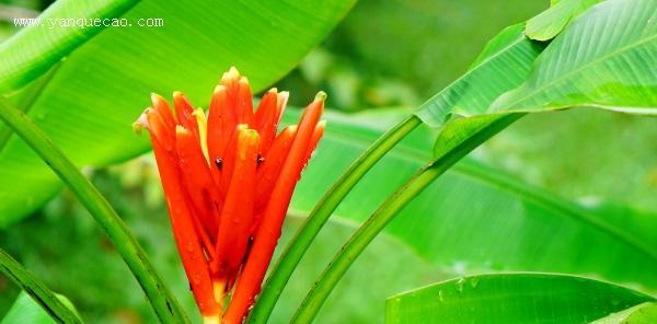 红香蕉什么时候成熟？如何判断其最佳食用期？