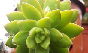 黄丽怎么养长的好？掌握这些技巧轻松养出健康黄丽！