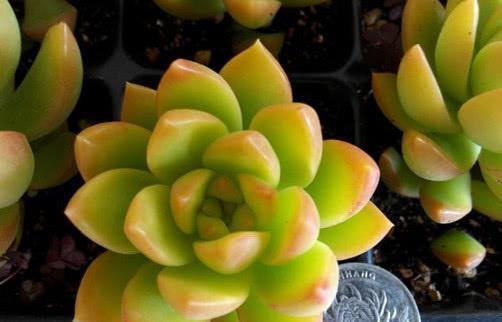 黄丽怎么养长的好？掌握这些技巧轻松养出健康黄丽！