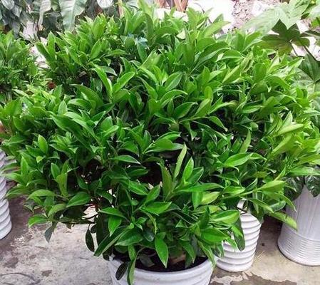 耐养的室内植物有哪些？如何选择适合自己的室内植物？