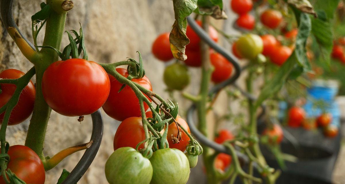 西红柿有多少品种？如何选择适合种植的品种？