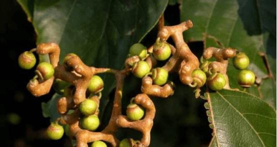 拐枣几年结果实？如何正确种植和管理以提高产量？