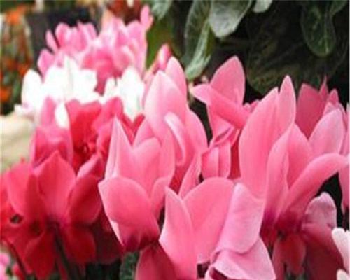 仙客来几月份开花?一年能开几次花?