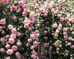 龙沙宝石修剪技巧有哪些?如何修剪才能更美观?