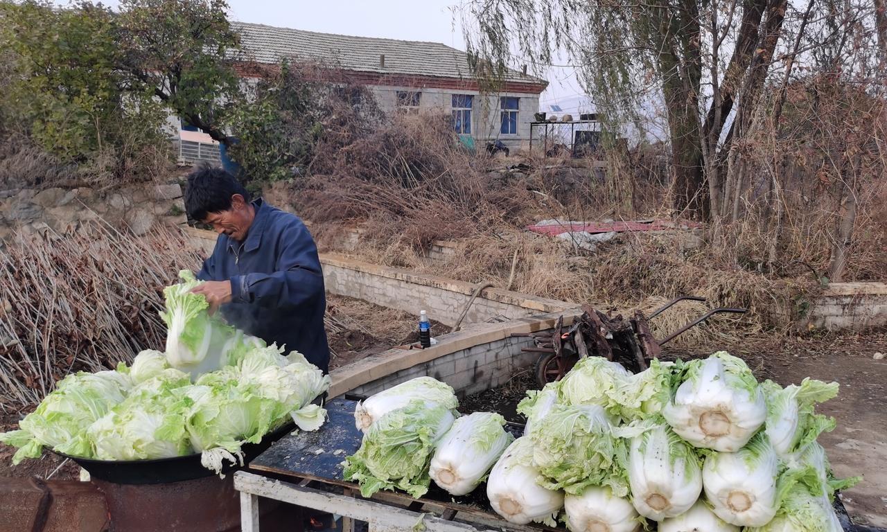 想腌制好酸菜,手把手教你农村一直用的老方法,学会了年年用得上 想腌制好酸菜,手把手教你农村一直用的老方法,学会了年年用得上