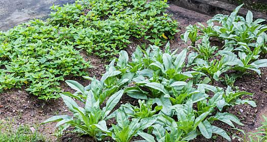 湖南盛产什么农作物？有哪些特色农产品？