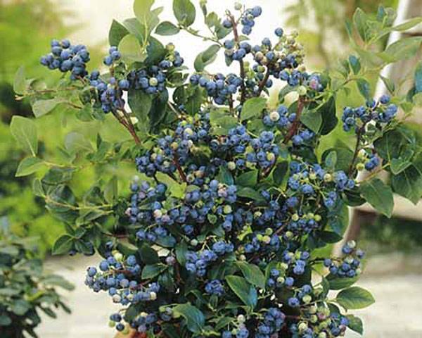 蓝莓养殖需要注意什么？如何正确养殖蓝莓？