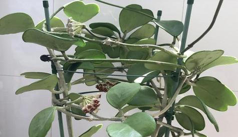 球兰放在卧室好吗？需要注意什么事项？