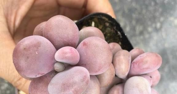 桃蛋养成老桩造型的秘诀是什么？需要多长时间才能成型？