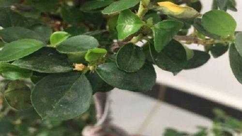 花草长虫子怎么办？有效防治方法有哪些？