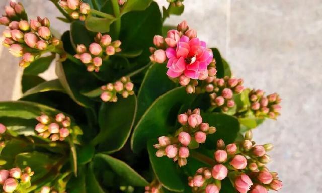 长寿花什么时候开花？如何确保其顺利开花？