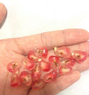 石榴长虫子了怎么办？有效防治方法有哪些？