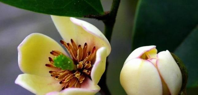 含笑花什么时候开花？花期持续多久？