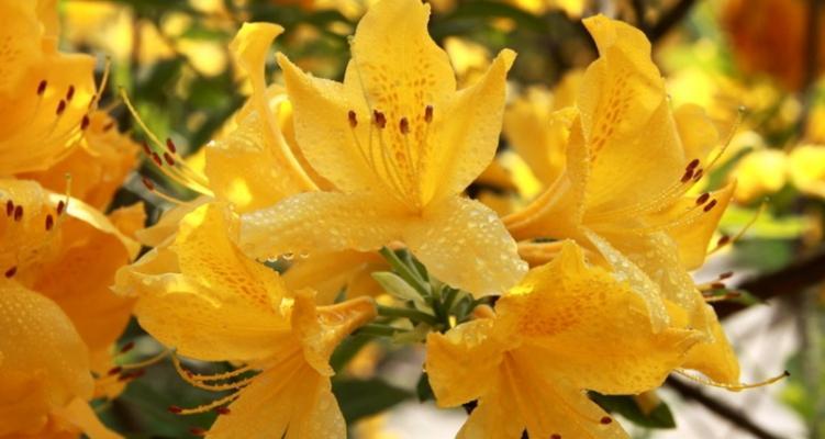 杜鹃花通常几月份开花？如何正确养护以确保花开？