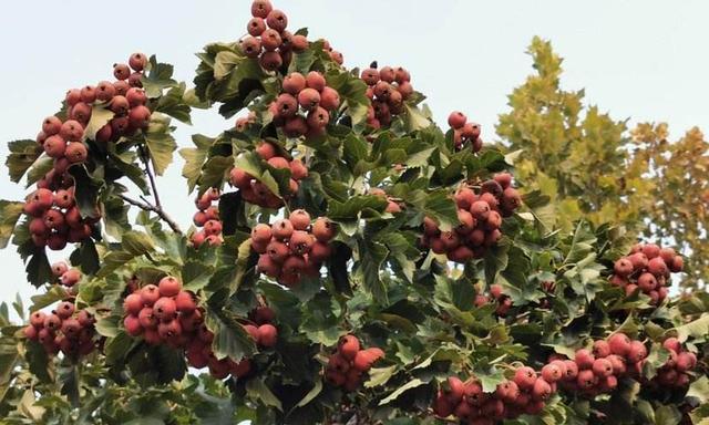 山楂树什么时候种植最好？种植后生长周期是多久？