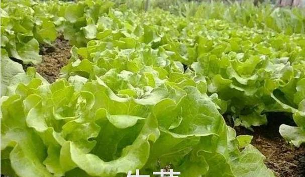 青菜几月份种植最合适？不同季节种植青菜的技巧是什么？