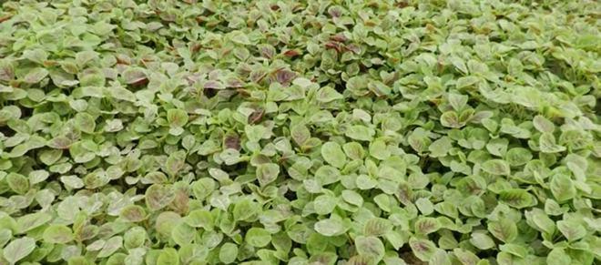 青菜几月份种植最合适？不同季节种植青菜的技巧是什么？